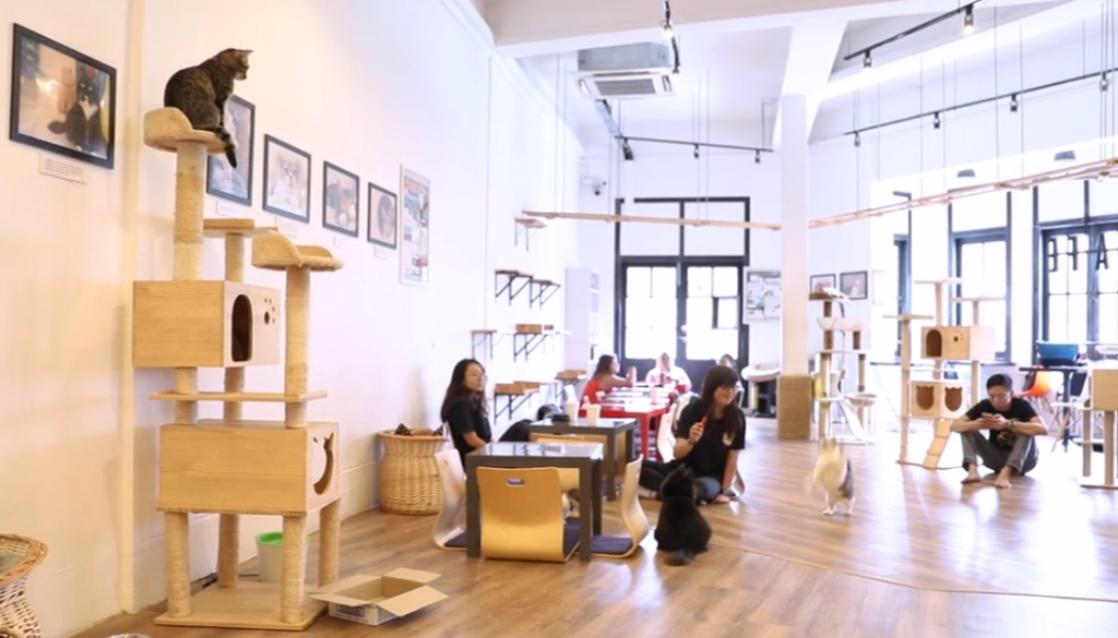 The Cat-Cafe Place